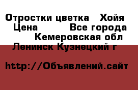 Отростки цветка  “Хойя“ › Цена ­ 300 - Все города  »    . Кемеровская обл.,Ленинск-Кузнецкий г.